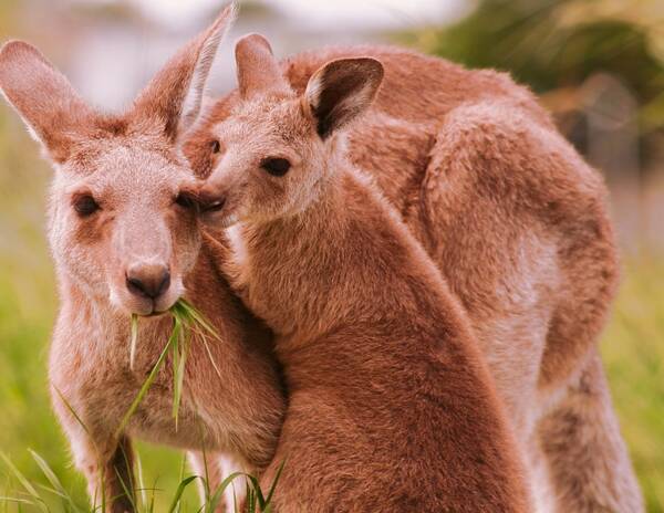 A kangaroo mother and her joey