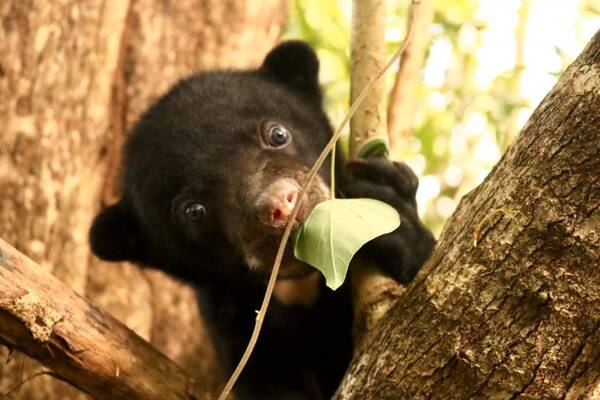 A sun bear cub chewing a leaf in the rainforest