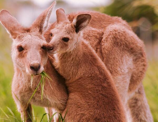 kangaroo
